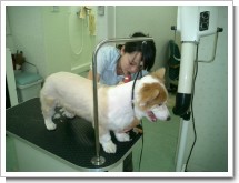 トリミング風景2