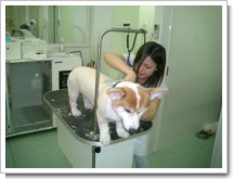 トリミング風景