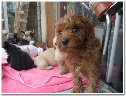 赤ちゃんワンコ２