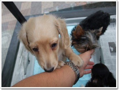 ジャレて来るワンコ