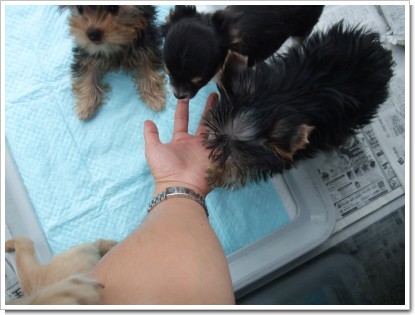 手に集まってくるワンコ