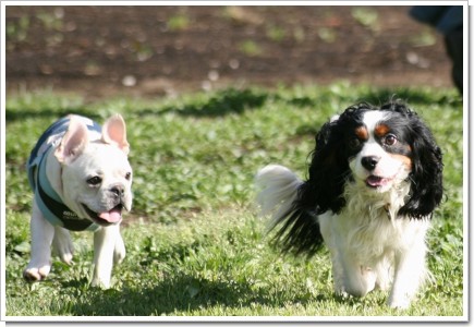 キャバリアとフレブル